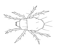 Drawing of YA9 (dorsal)