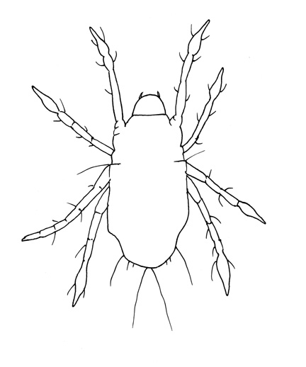 Drawing of YA9 (ventral)