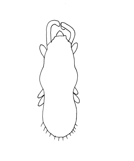 Drawing of YG2 (dorsal)