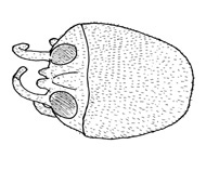 Drawing of YG3 (dorsal)