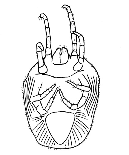 Drawing of YG3 (ventral)