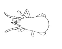 Drawing of YH1 (dorsal)