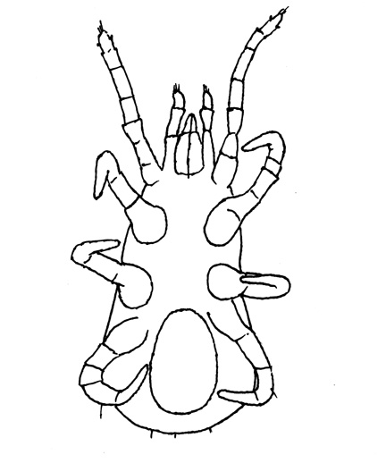 Drawing of YH1 (ventral)