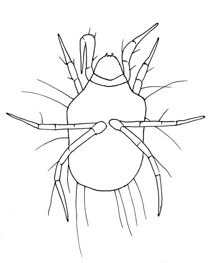 Drawing of YH6b (ventral)