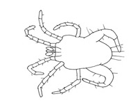 Drawing of YK5 (ventral)