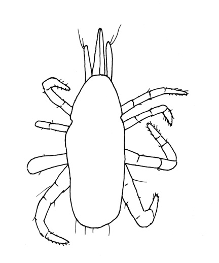 Drawing of YM4 (dorsal)