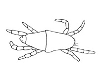 Drawing of YM8 (dorsal)