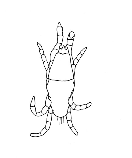 Drawing of YM8 (ventral)