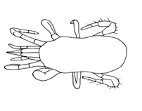 Drawing of YN8 (dorsal)
