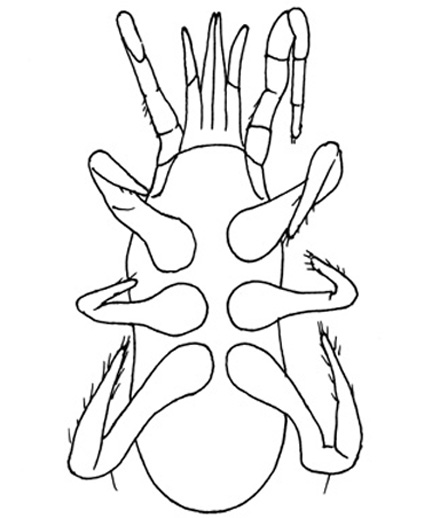 Drawing of YN8 (ventral)
