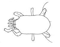 Drawing of YO2 (dorsal)