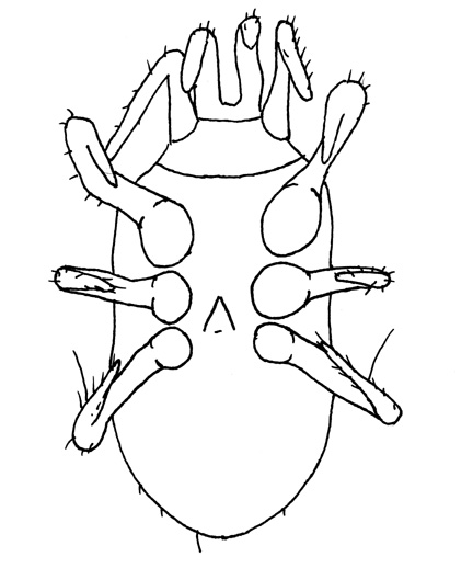 Drawing of YO2 (ventral)