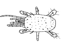 Drawing of YO3b (dorsal)