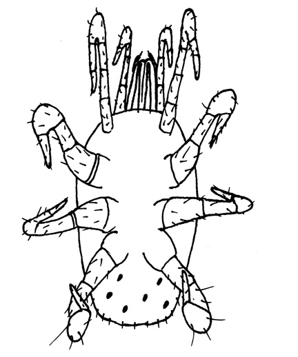Drawing of YO3b (ventral)