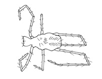Drawing of YO5 (dorsal)