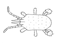Drawing of YO7b (dorsal)