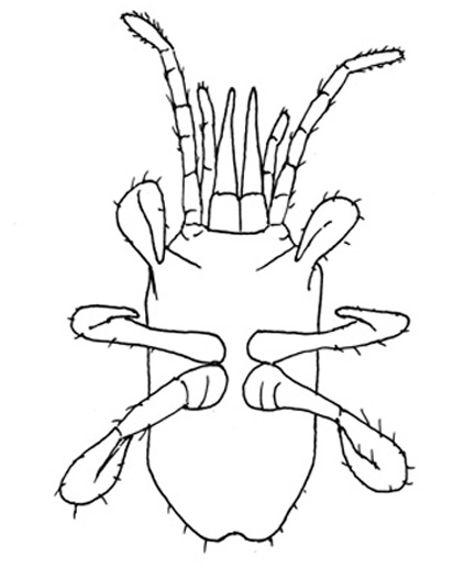Drawing of YO7b (ventral)
