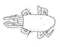 Drawing of YO8b (dorsal)