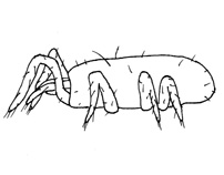 Drawing of YO8b (side)