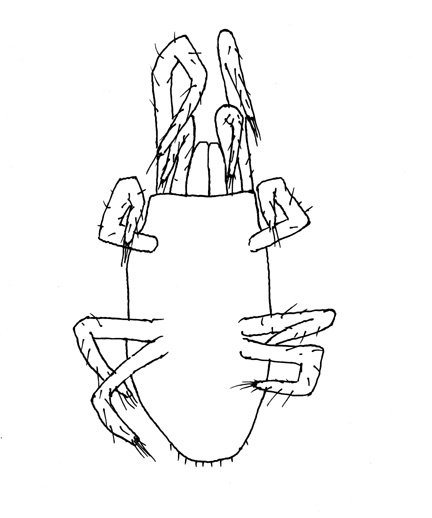 Drawing of YO8b (ventral)