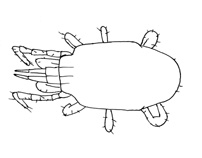 Drawing of YO8 (dorsal)