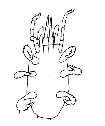Drawing of YO8 (ventral)