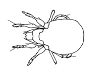 Drawing of YR2 (dorsal)