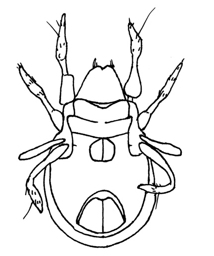 Drawing of YR2 (ventral)