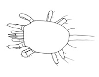 Drawing of YR3 (dorsal)
