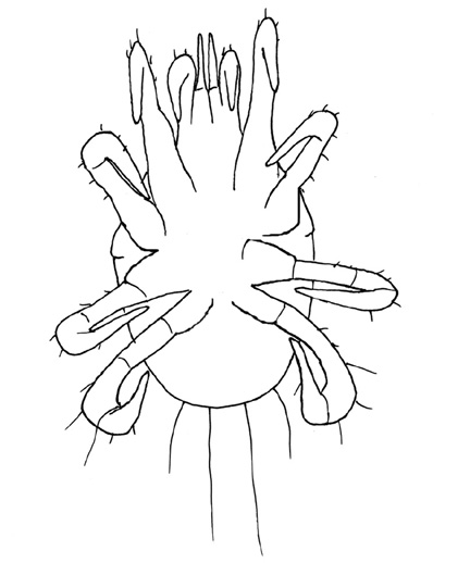 Drawing of YR3 (ventral)