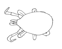Drawing of YR5 (dorsal)