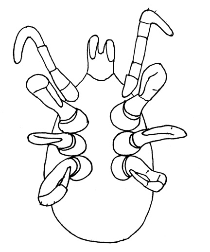 Drawing of YR5 (ventral)