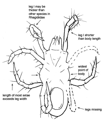 Drawing of Z2 (ventral)