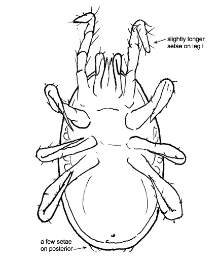 Drawing of Z3 (ventral)