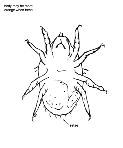 Drawing of Z6 (ventral)