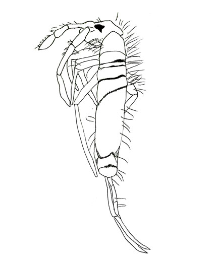 Drawing of ZA4 (dorsal)