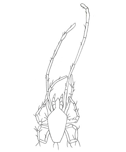 Drawing of ZB2 (dorsal)