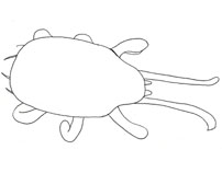 Drawing of ZB3 (dorsal)
