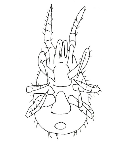 Drawing of ZB3 (ventral)