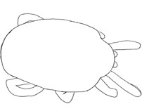 Drawing of ZB4 (dorsal)