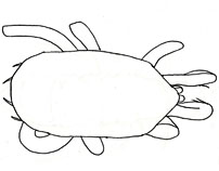 Drawing of ZB5 (dorsal)