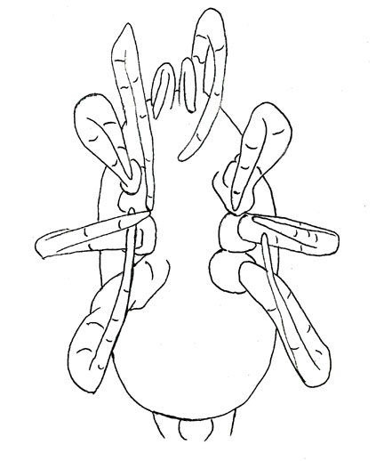 Drawing of ZB5 (ventral)