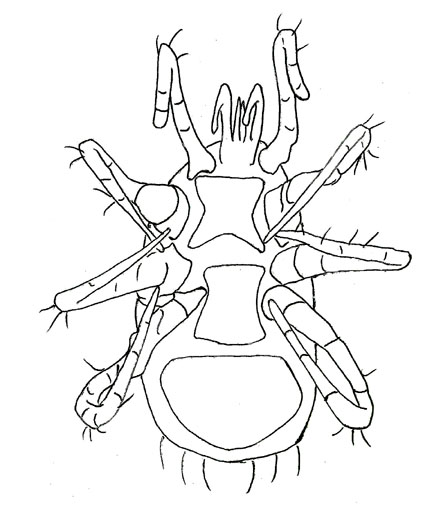 Drawing of ZB6 (ventral)