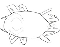 Drawing of ZB8 (dorsal)