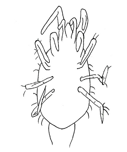 Drawing of ZB8 (ventral)