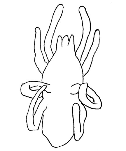 Drawing of ZB9 (ventral)