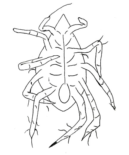Drawing of ZC1 (ventral)