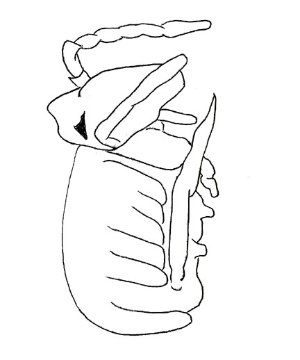 Drawing of ZD1 (side)