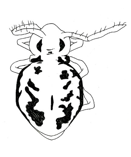 Drawing of ZD5 (dorsal)
