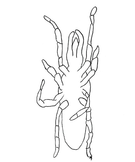 Drawing of ZD6 (ventral)